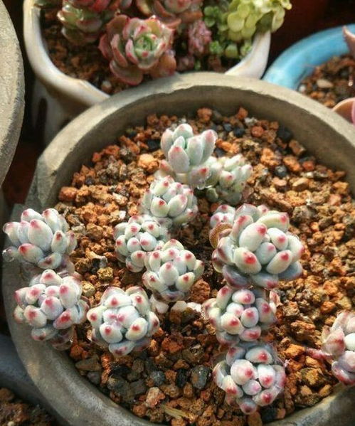 养 多肉 别买什么营养土,出门捡点它,省钱又好用,不担心烂根