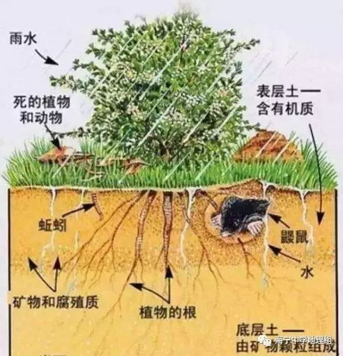 土壤有机质与土壤肥力