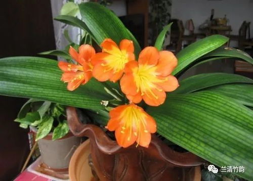 君子兰怎么养 君子兰花后管理要点,留种子养分消耗大,或导致第二年不开花