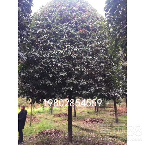 【桂花树种植季节选在什么时候好?】- 黄页88网