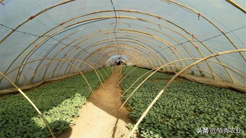 在农村搞种植不赚钱 4种相关产业却稳赚不赔,这才是差距