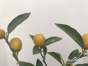 家庭盆栽金桔的种植和养护方法