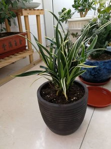 这是什么兰花
