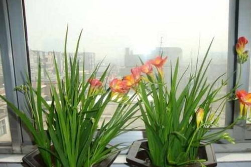 冬天家里养盆这种花,不一样的美艳,仅需要一个小技巧,就能观赏