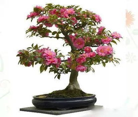 养花宝典 家里的花这么养,才越长越好