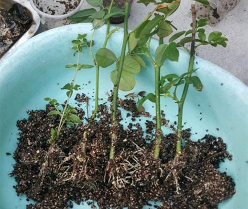 10月以后,6种花还能照常扦插,而且不容易腐烂