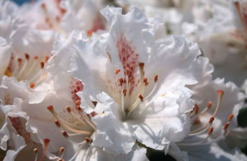 4月18日开始,养花试试这几款,花开爆满盆,阳台变成小花园