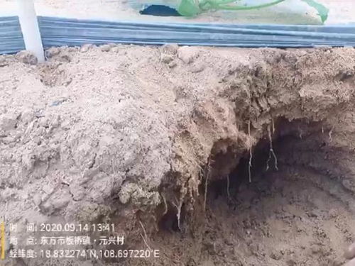沙土地漏水漏肥难解决,掌握这些方法,让作物经济效益翻倍