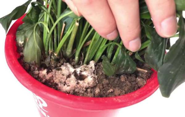 花盆里有虫子怎么办—花盆里有虫子怎么办最有