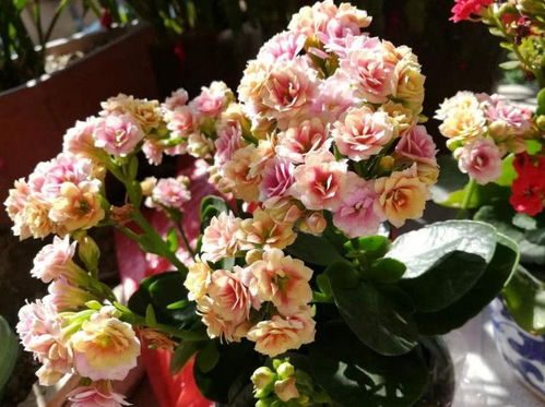 长寿花烂根了补救的步骤—长寿花烂根了怎么处