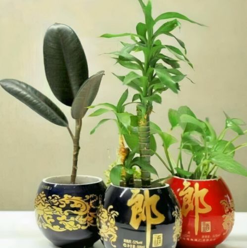 园艺技巧总结 看完这篇文章,新人也能学会制作肥料或花盆了