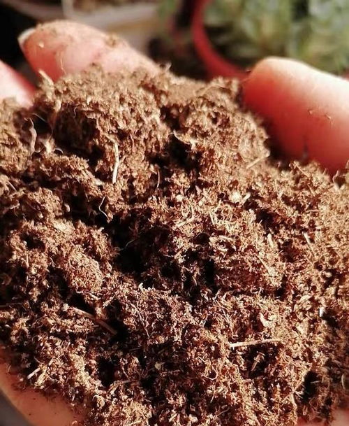 多肉养不活 用 简单粗暴 法,纯颗粒栽种,根系长成 密网