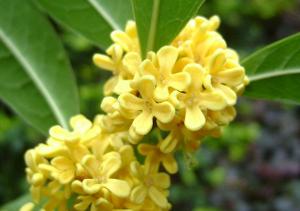 桂花树