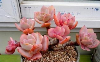 养花小知识 养多肉颗粒土的比例应该怎么配置 看完涨知识了