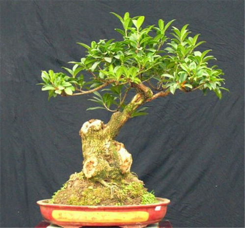 桂花皮实好养,日常做好4件事,开花多香气浓,1年能开8个月