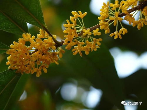 桂花树的风水禁忌