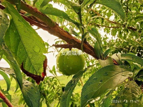 产源地直供 蜂狂李 牌蜂糖李开始预售
