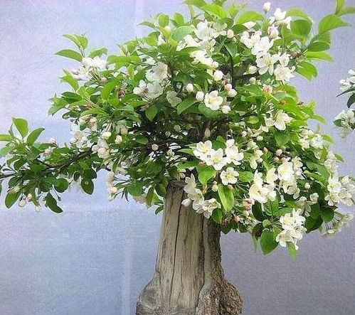 刚移栽的桂花,怎么才能管理好夏季 先别大意,以下重点要注意