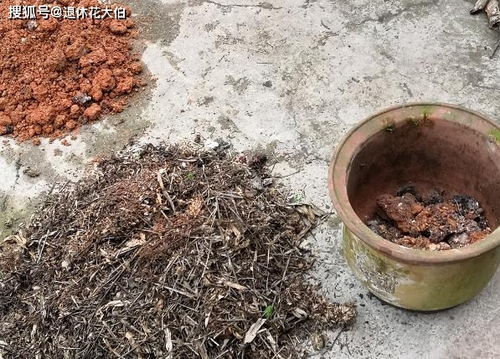 腐叶土的制作方法,腐叶土的制作方法多长时间能
