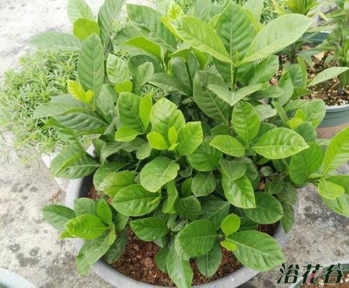 栀子花土壤配制 盆栽