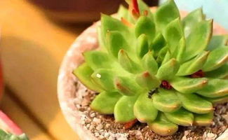 如何去除花盆里的蚂蚁