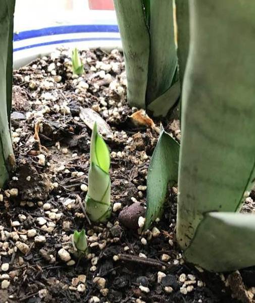 土壤里有虫可以养花吗 一闷,二晒,三消毒,养花赞,长势旺 虫子