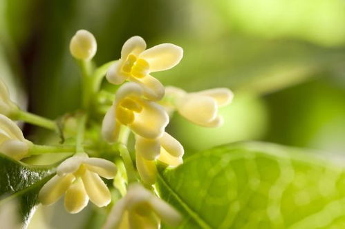 四季桂花什么时候换盆好 换盆时需要注意什么 看容姐怎么说