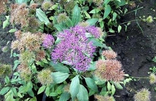 北方碱性土如何种植南方花 居家自制酸性土,让植物越长越旺