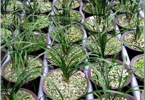 花太贵别买,教一招 花开满园 一