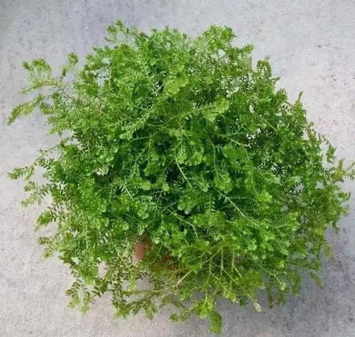 居家盆栽植物用啥当肥料不加剧土壤负担 这样自制肥,无害