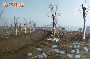 茂禾有机肥料 丹阳育苗基质 常州育苗基质营养土配方