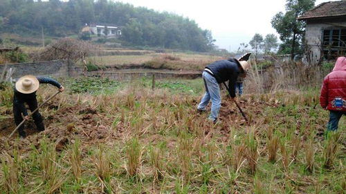 营养土能种树吗、营养土可以直接种树吗