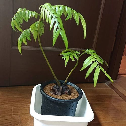 这几类野生植物长得再好看也不要买,更要禁止盗挖