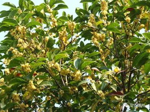 桂花树 