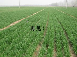 演唱 少年少年祖国的春天 素材