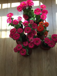 这是什么花,有人认识吗,怎么养,几天浇一次啊