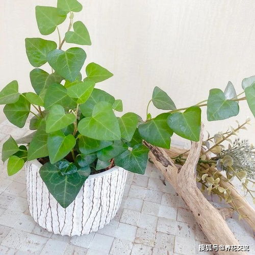 园艺新手养花做好7点,室内养护植物会变得轻松,增加植物存活率