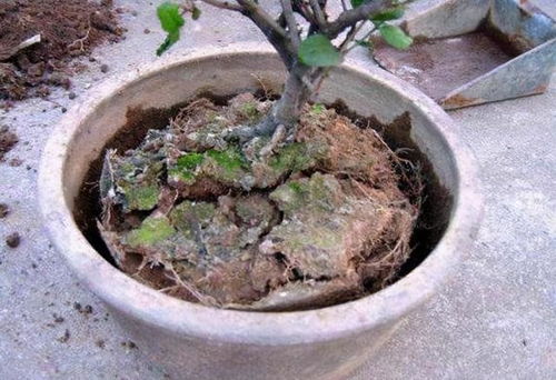 花盆里的土壤太硬 纠正2个错误,土壤疏松肥沃养啥都旺