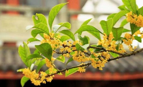 12月份桃花回归,情根深种,无法自拔,三大星座与旧爱续写前缘