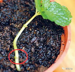 随手一插,3天生根,1个月爆盆,这些花养1次就上瘾