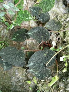 什么花喜欢酸性土壤？、什么花喜欢酸性土壤力
