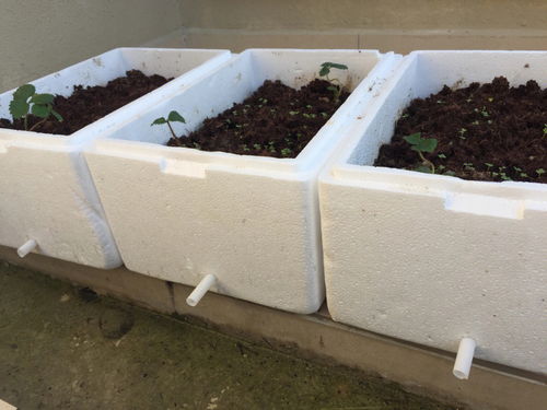 家居用品分享 泡沫箱改造种菜盆 