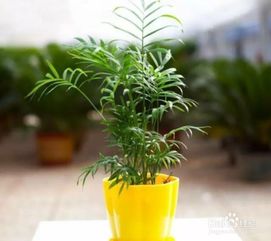 有哪些适合室内种植的耐阴植物