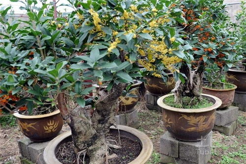 盆栽桂花树种植技术与注意事项介绍