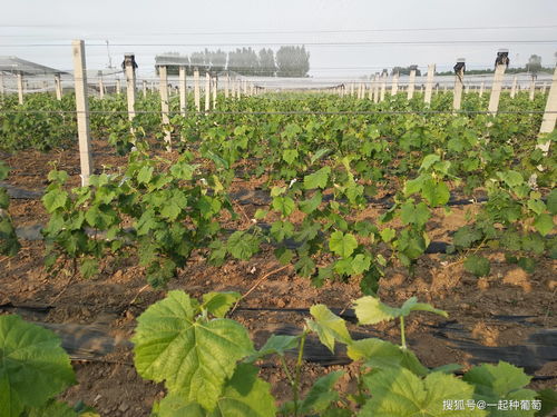 阳光玫瑰葡萄苗建园栽培技术 整地 栽植处理等注意事项