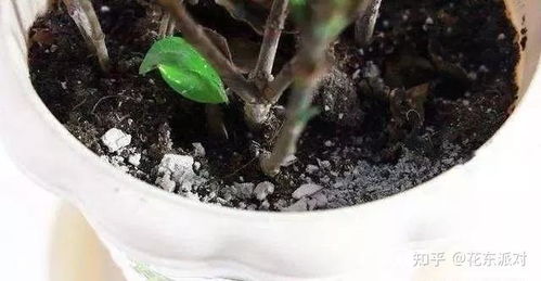花盆里有小虫子,如何消灭 4个小方法,不喷药,也能干干净净