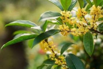 桂花树浇什么水最旺;桂花树十大禁忌