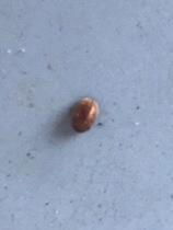 有一种小虫子黑褐色的碰一下会装死的,爬起来很快的,是什么虫子