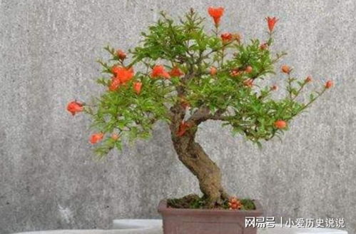 养石榴盆景,要注重5个细节,开花美,结果多