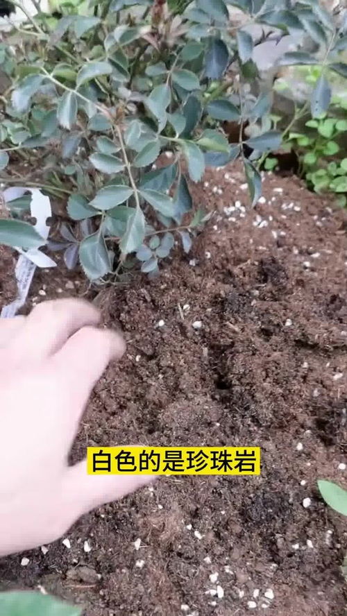 既便宜又好用的 营养土 养花 家庭养花